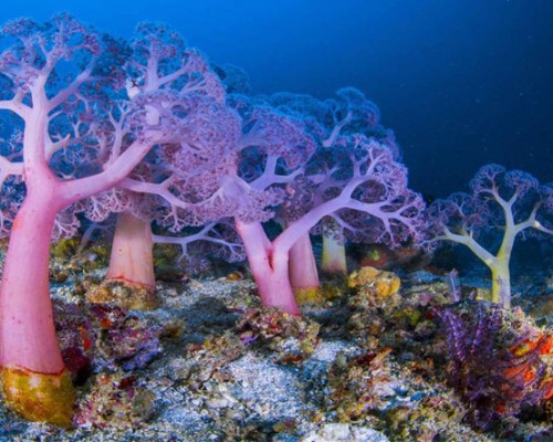 Microsoft, Windows 10 için 4K Çözünürlüklü Duvar Kağıdı Paketi Yayınladı