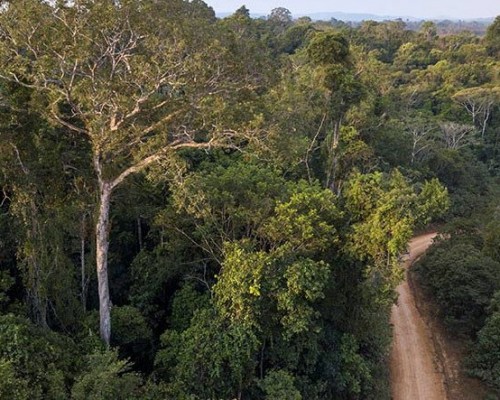 Amazon Ormanlarını Tehdit Eden Yasa Dışı Yollar Algoritmayla Tespit Edilecek