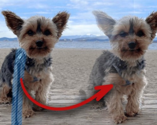 Windows 10 ve 11, Artık Fotoğraflarınızdaki İstemediğiniz Kişi ve Nesneleri Silebilecek